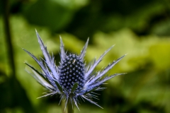 Blue Eryngo