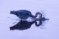 Grey-Herron, River Plym