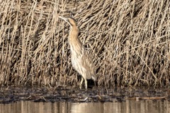 Bittern