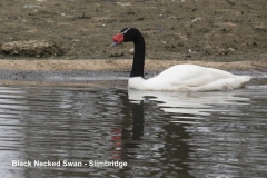 Black Necked Swan, Slimbridge