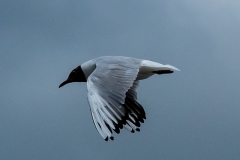 Black-headed Gull