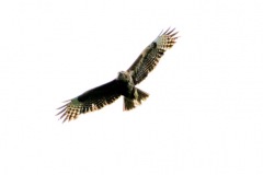 Buzzard