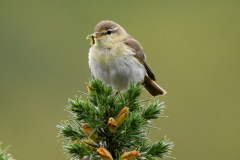 Chiffchaff