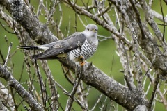 Cuckoo