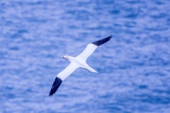 Gannet