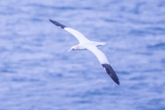 Gannet