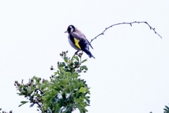 Goldfinch