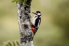 Great Spotted Woodpecker