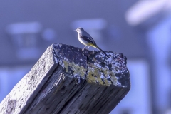 Grey Wagtail