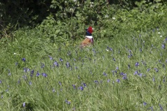 Hiding in the bluebells