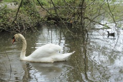 Swan