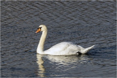 Swan