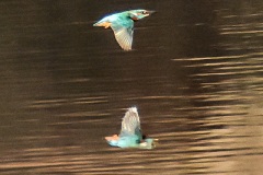 Kingfisher