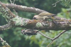 Female Green Woodpecker and juvenile Great Spotted Woodpecker