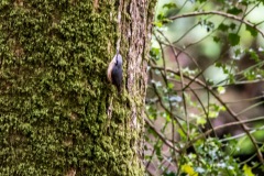 Nuthatch