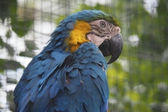 Parrot - Lagos Zoo