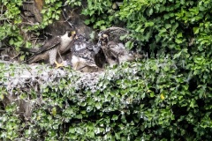 Peregrine Falcon Nest