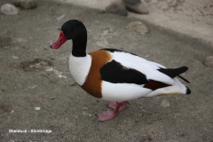 Shelduck, Slimbridge