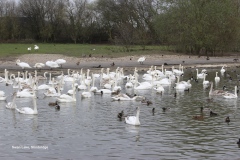 Swan Lake, Slimbridge