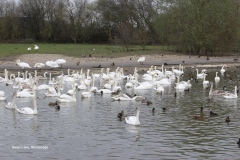 Swan Lake, Slimbridge