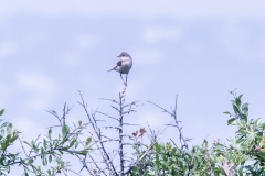 Whitethroat