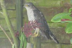 Sparrowhawk returned to my garden again