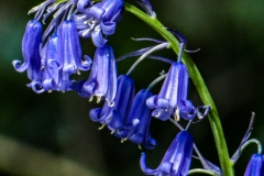 Bluebell