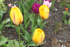 Tulip