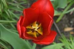 Red tulip