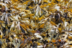 Seaweed at Cawsand