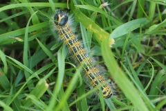 Buff-Tip Caterpillar