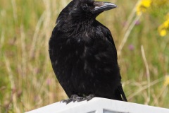 Carrion Crow