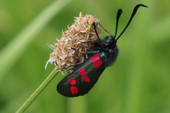 Six-Spot Burnet Moth