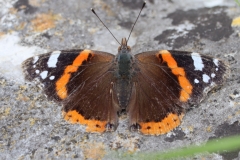 Red Admiral Butterfly