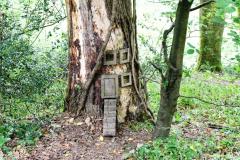 For the Little People, In Buckland Abbey Woods (2019)