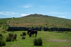 The gate to Rippon Tor