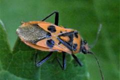 Firebug - Pyrrhocoris-apterus