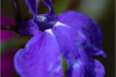 Lobelia