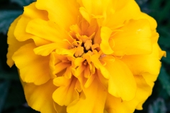 Yellow Marigold