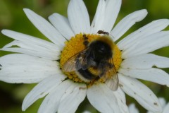 Bee and ants on flower