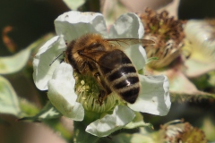 Bee on bramble flower