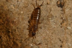 Earwig