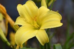 Day Lily and the tiny word within
