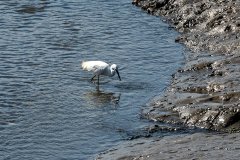 Hooe Lake