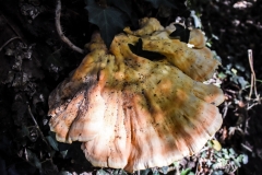 Fungus