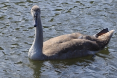 Cygnet on Radford Lake