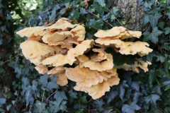 Yellow Tree Fungi