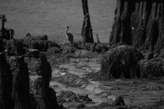 Wreck in Hooe Lake