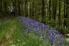 Spring Bluebells