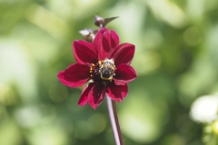 Bee in Flower